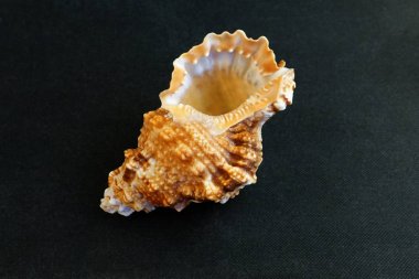  Deniz kabuğu Tutufa bubo siyah bir arka plan üzerinde yatıyor    