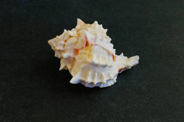     Deniz kabuğu Rose Murex Shell'in siyah arka planında yer alır.   