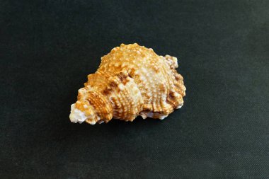  Deniz kabuğu Tutufa bubo siyah bir arka plan üzerinde yatıyor    