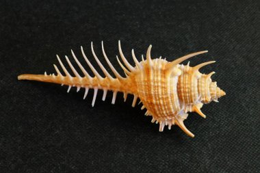 Deniz kabuğu Venüs Tarak Kabuğu'nun siyah arka planında yer alır.    