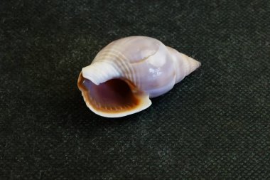  Deniz kabuğu siyah bir arka plan üzerinde yatıyor     