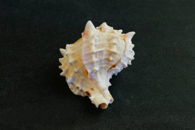    Büyük Murex Ramosus Kabuk Deniz Kabuğu   .    