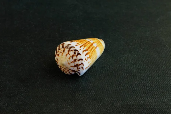 Zeeschelp Ligt Een Zwarte Achtergrond Van Conus Voluminalis — Stockfoto