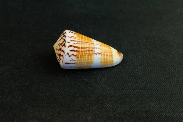 Coquille Trouve Sur Fond Noir Conus Voluminalis — Photo