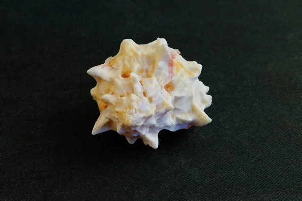 Seashell Ligt Een Zwarte Achtergrond Van Rose Murex Shell — Stockfoto