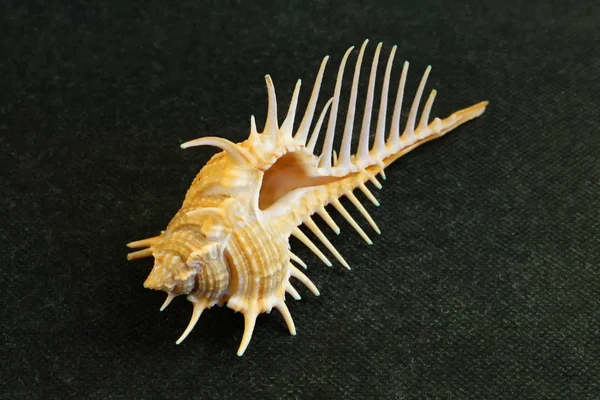 Deniz kabuğu Venüs Tarak Kabuğu'nun siyah arka planında yer alır.    