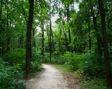 Yaz manzarası, yaprak döken ağaçlar ve çamlar. Gün ışığı yaprakları ile tatili     