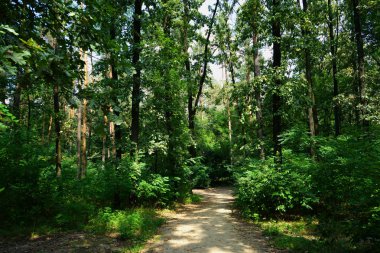 Yaz manzarası, yaprak döken ağaçlar ve çamlar. Gün ışığı yaprakları ile tatili     