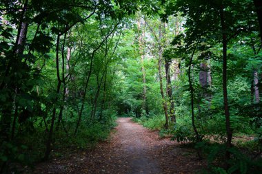Yaz manzarası, yaprak döken ağaçlar ve çamlar. Gün ışığı yaprakları ile tatili     