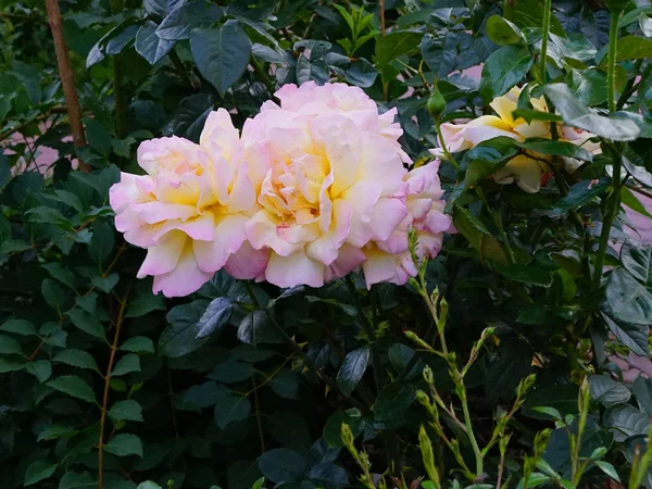 Rosas Rosadas Primeros Planos Noches Verano — Foto de Stock
