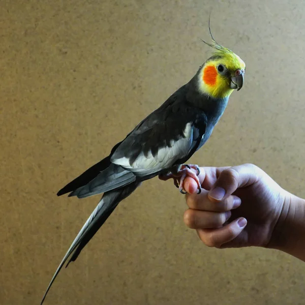 Papegoja Corella Grå Och Orange Cirklar Huvudet Papegoja Cockatiel — Stockfoto