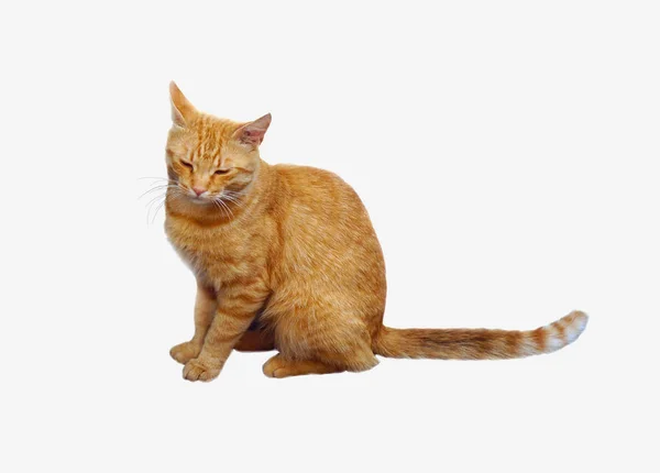 Die Rote Katze Sitzt Isoliert Auf Weißem Hintergrund — Stockfoto