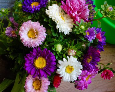 Çiçek fotoğraf üst mor, beyaz pembe, Callistephus chinensis.   