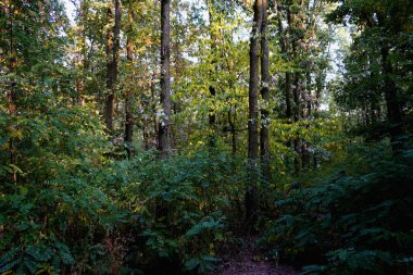Yaz manzarası, yaprak döken ağaçlar ve çamlar. Gün ışığı yaprakseçici odak ile tatili     