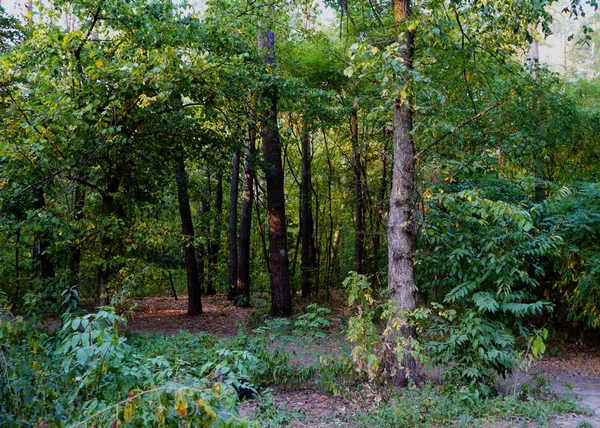 Letní Krajina Opadavé Stromy Borovice Denní Světlo Slunce Prochází Listím — Stock fotografie