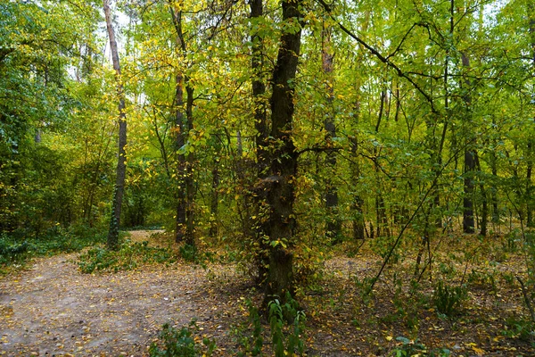 Paisagem Floresta Início Outono Folhas Amarelas Verdes Foco Seletivo — Fotografia de Stock