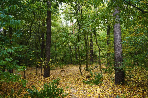 秋の初めの森の風景 黄色と緑の葉 選択的フォーカス — ストック写真