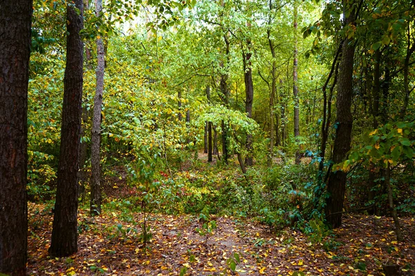 Пейзаж Лісі Початку Осені Жовте Зелене Листя Вибірковий Фокус — стокове фото