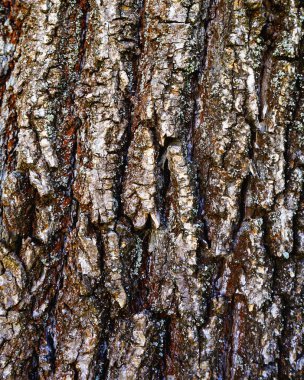       Ahşap kabuğu dokusu, kavaklar. Gri ve kahverengi renk.    