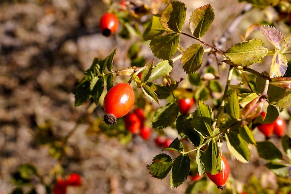 Rosehip Berry Gros Plan Rouge Sur Buisson Avec Des Feuilles — Photo