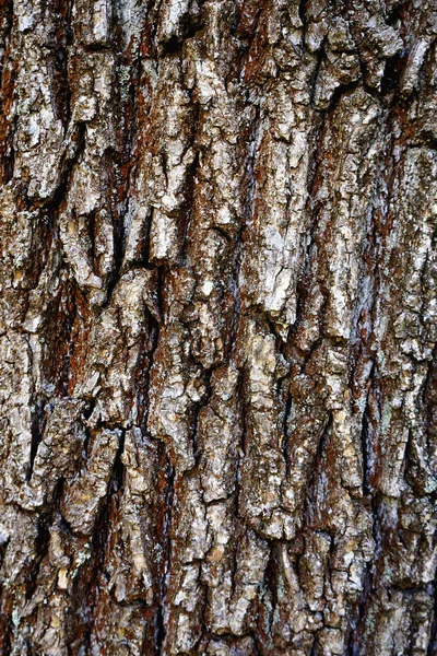 Текстура Коры Дерева Тополя Серый Коричневый Цвет — стоковое фото
