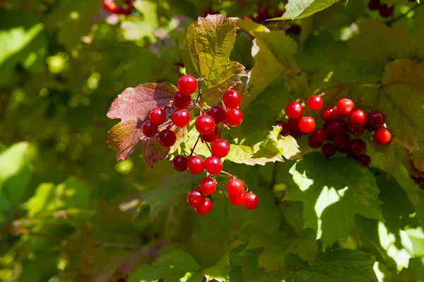 Viburnum Mûr Rouge Sur Arbre Dans Une Journée Ensoleillée Kalina — Photo