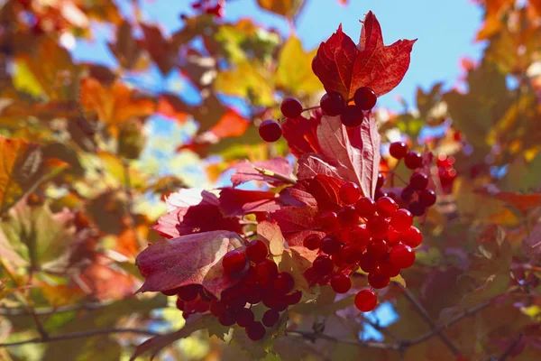 Rotes Reifes Viburnum Einem Baum Sonnigen Tagen Kalina Herbst — Stockfoto