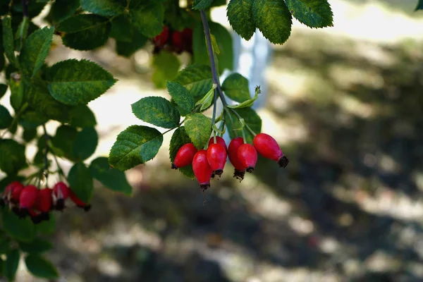 Rosehip Berries Close Red Bush Leaves Selective Focus — Stock Photo, Image