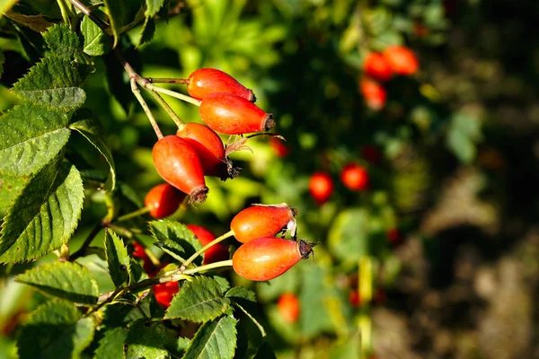 Bacche Rosa Canina Vicino Rosse Cespuglio Con Foglie Focus Selettivo — Foto Stock