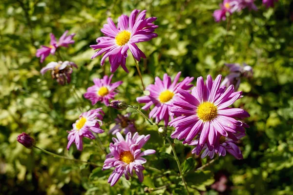 Echinacea Fioletowe Kwiaty Zbliżenie Selektywne Skupienie — Zdjęcie stockowe