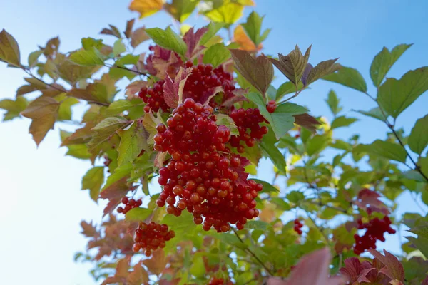 Red Ripe Viburnum Drzewie Słoneczny Dzień Tle Błękitne Niebo Zbliżenie — Zdjęcie stockowe