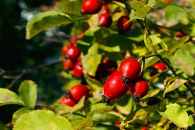Kuşburnu meyveleri yakın, yaprakları ile bir çalı üzerinde kırmızı. seçici odaklama   