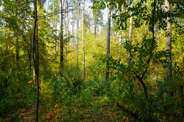 秋天开始 森林中的风景 黄绿的叶子 选择性聚焦 — 图库照片