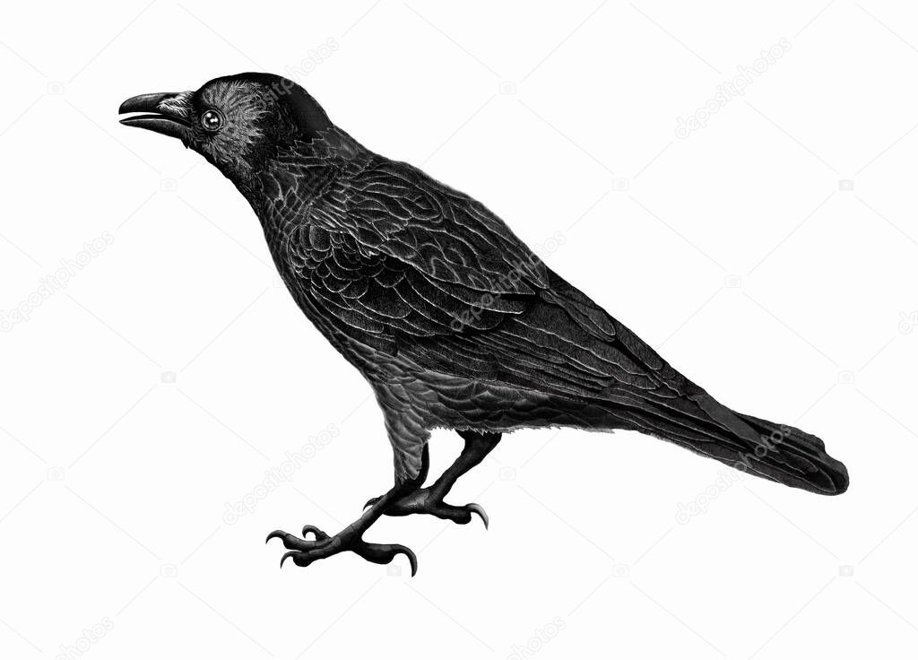 Illustration of black raven on white background . 