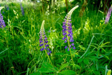   Bahar çiçekleri mor renkte. seçici odak  