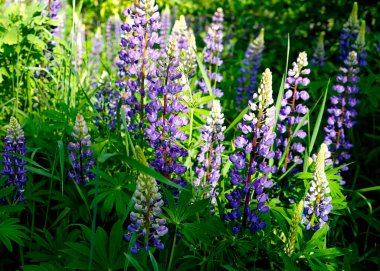   Bahar çiçekleri mor renkte. seçici odak  