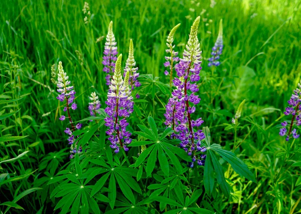 Voorjaarsbloemen Van Lupine Bloemen Paars Selectieve Focus — Stockfoto