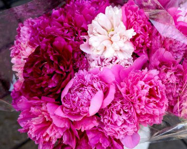 Çiçekler şakayık kırmızısı ve pembe yakın plan, makro . 