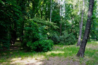         Yaz günü, öğleden sonra parkta yaprak döken ağaçlar..    