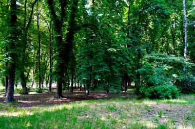         Yaz günü, öğleden sonra parkta yaprak döken ağaçlar..    