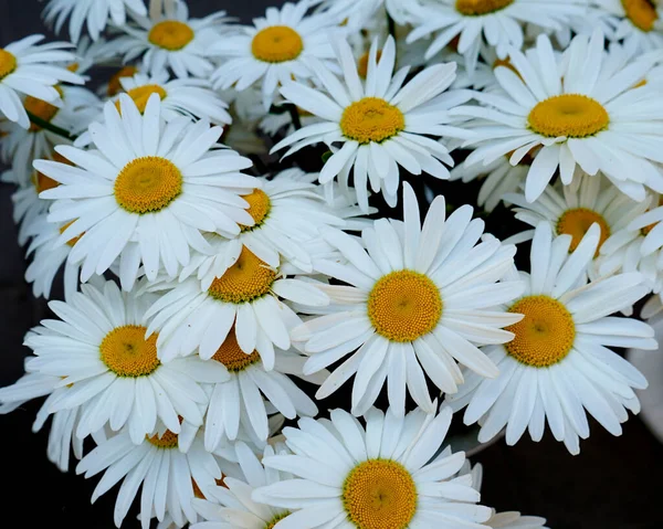 Fleurs Camomille Gros Plan Macro — Photo