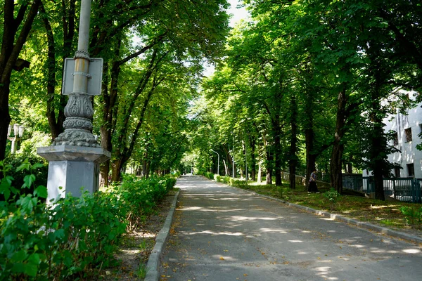 夏の日 午後の公園の落葉樹 — ストック写真