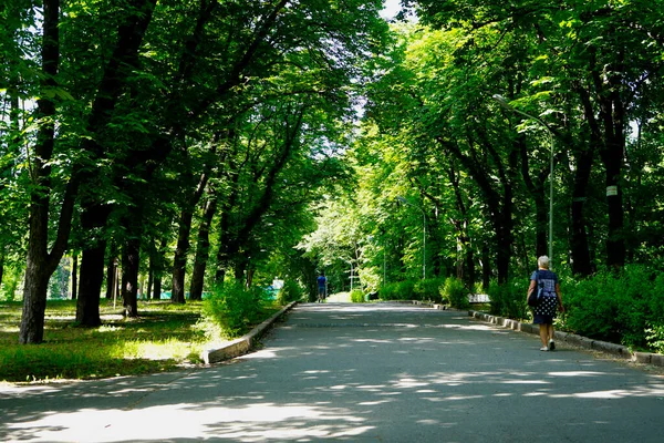 Літній День Листяні Дерева Парку Після Обіду — стокове фото