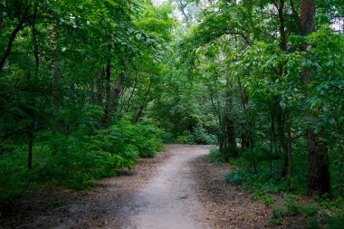 Yaz günü, öğleden sonra parkta yaprak döken ağaçlar..   