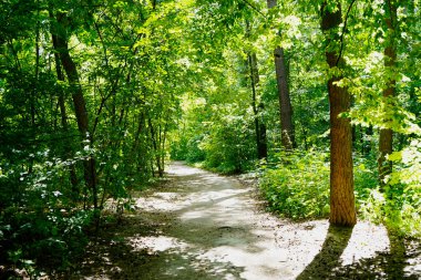 Yaz günü, öğleden sonra parkta yaprak döken ağaçlar..   