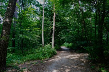Yaz günü, öğleden sonra parkta yaprak döken ağaçlar..   