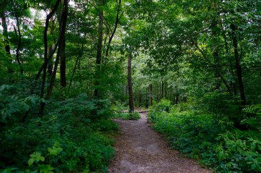 Yaz günü, öğleden sonra parkta yaprak döken ağaçlar..   