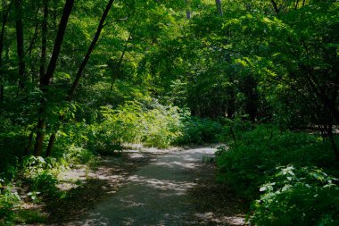Yaz günü, öğleden sonra parkta yaprak döken ağaçlar..   