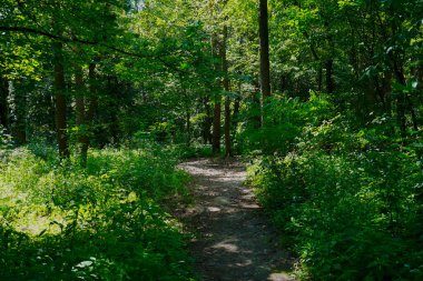 Yaz günü, öğleden sonra parkta yaprak döken ağaçlar..   