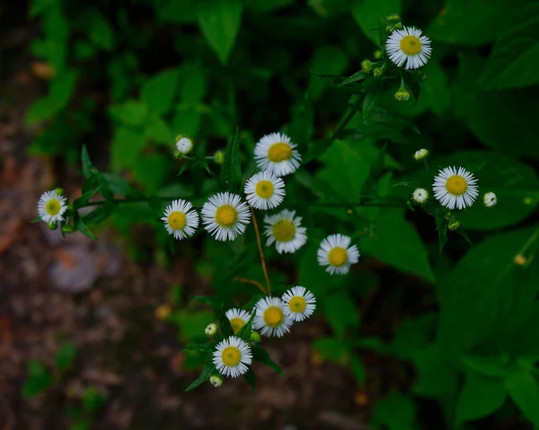 Chamomile Flowers Background Blurred Greenery Macro Shoot Summer Day Medical — Stock Photo, Image